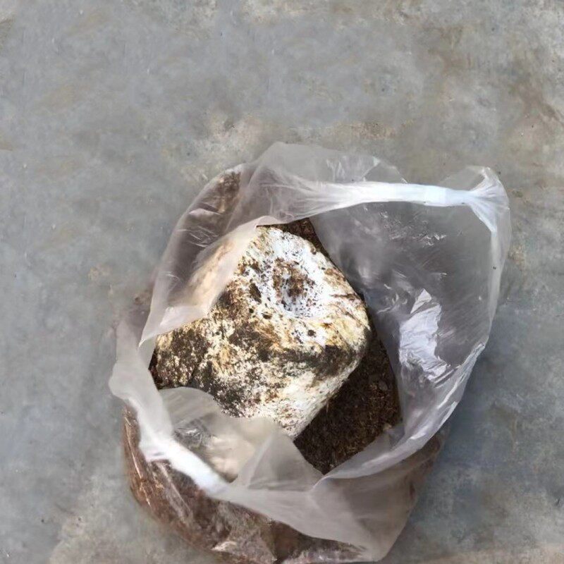 菌包粉碎分离机 香菇菌棒分离粉碎机 小型食用菌木耳袋料脱袋机