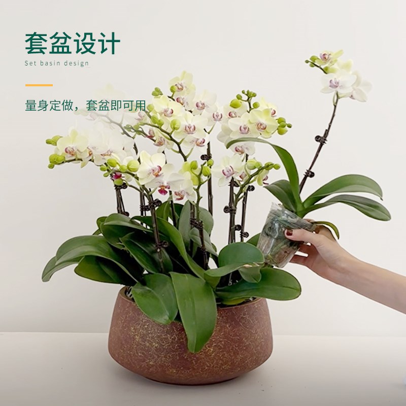蝴蝶兰花盆专用高档陶瓷家用盆栽矮盆大口径组盆套盆轻奢兰花花盆