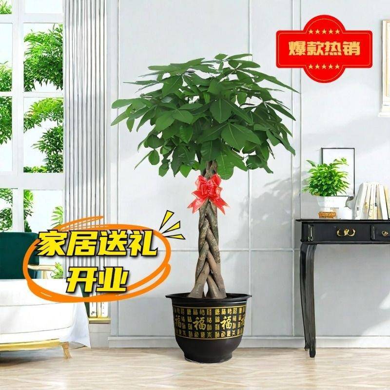 发财树盆栽室内大棵大型步步高招财树绿植物办公室开业三杆独杆