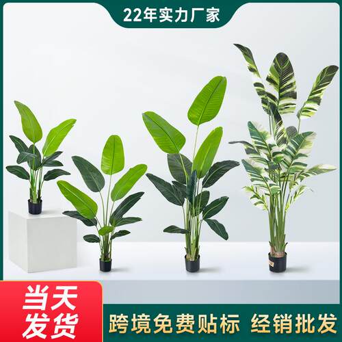 160cm白锦旅人蕉仿真手感绿植假盆栽大型客厅真旅人蕉