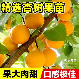 杏树苗特大早熟帝王甜杏子苗南方北方种植盆栽地栽果树苗当年结果