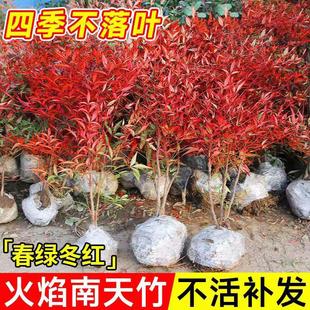 火焰南天竹盆栽客厅真树苗室内外庭院老桩竹子盆景耐寒花卉绿植物