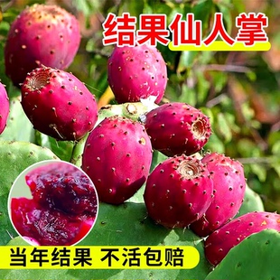 仙人掌品种大全四季种植多肉果树苗可食用仙人掌耐冻盆栽美容好养