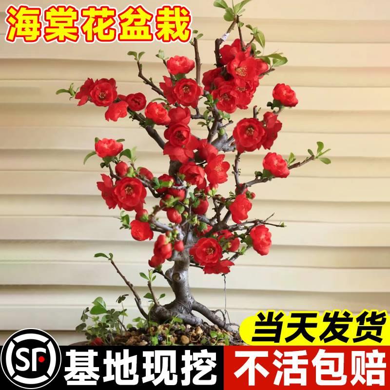 日本长寿冠海棠花盆栽苗