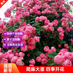 藤本月季花盆栽艾拉绒球爬藤玫瑰苗庭院攀援花卉植物四季开花阳台