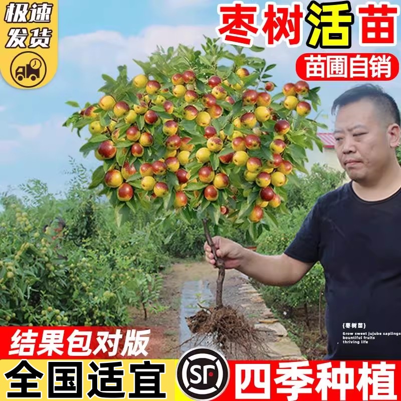枣树活苗大枣带土球南北方沾化冬枣大树庭院矮化嫁接苗超甜特大号