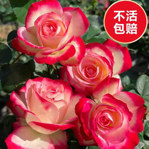藤本月季蔷薇花苗四季室外爬藤