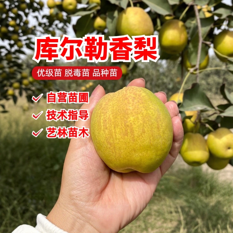 新疆库尔勒香梨耐寒品种树