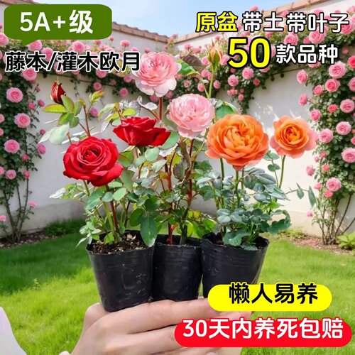 多季开花月季小苗盆栽爬藤阳台