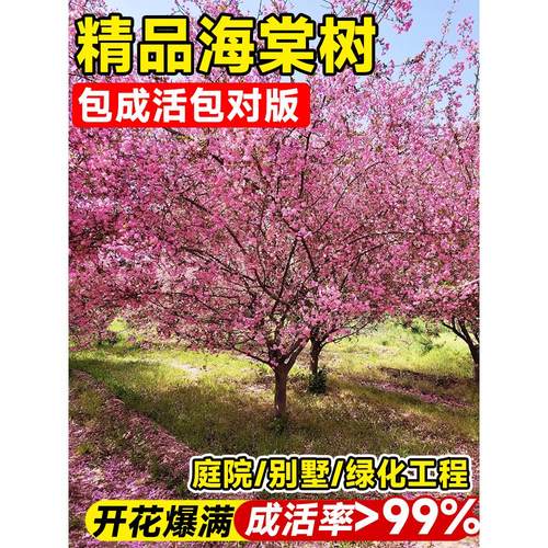 海棠树苗高杆西府垂丝海棠花