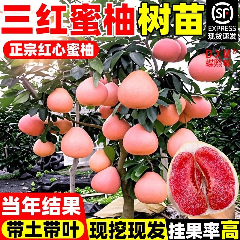 柚子树苗嫁接苗柚子树大树苗庭院耐寒南北方种植地栽盆栽当年结果,鲜花速递/花卉仿真/绿植园艺,果树,淘宝优惠券,粉丝福利购,淘宝优惠卷