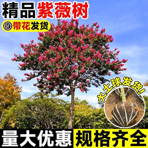 紫薇树老桩大型盆景庭院别墅