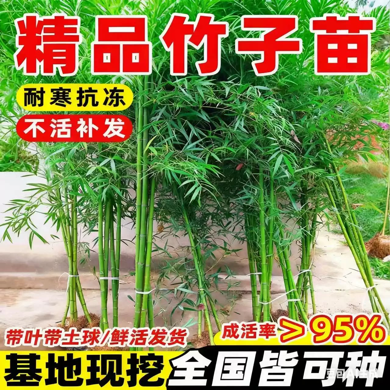 竹子苗庭院室内外观赏盆栽黄金竹罗汉竹紫竹苗毛青竹带土四季包活