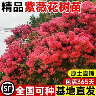 紫薇花树苗庭院大型老桩别墅室外道路绿化植物百日红花卉风景大树