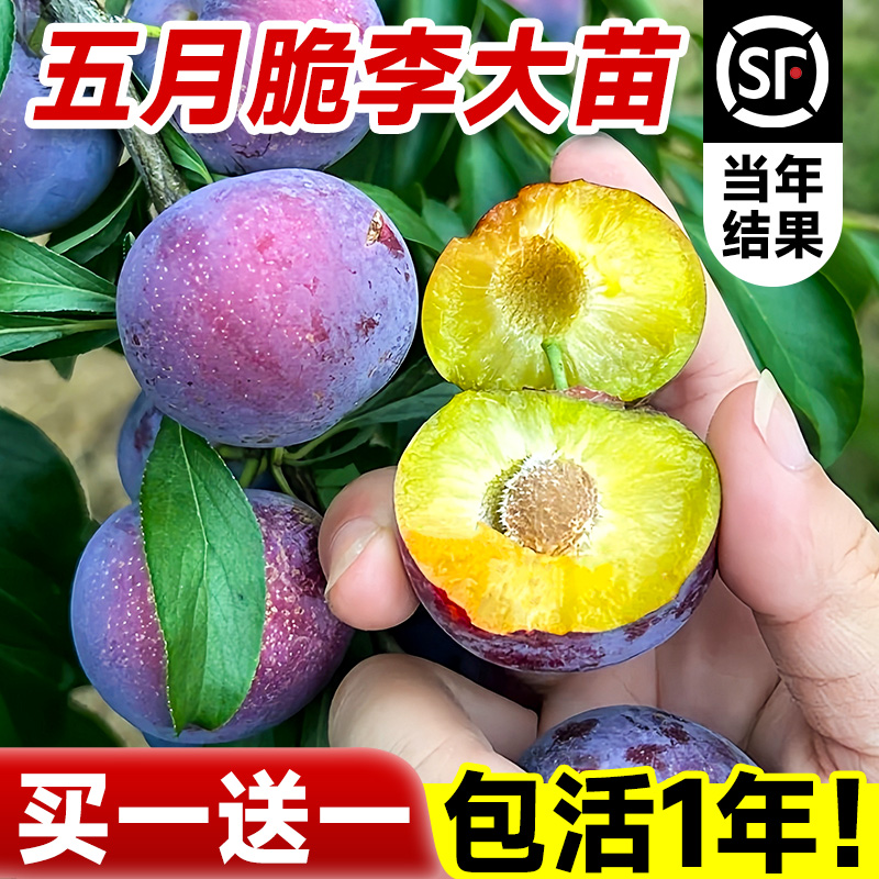 五月脆李子树苗红心新品种