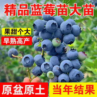 蓝莓树果苗蓝莓苗盆栽地栽带叶带果薄雾绿宝石南北方种植L25大苗