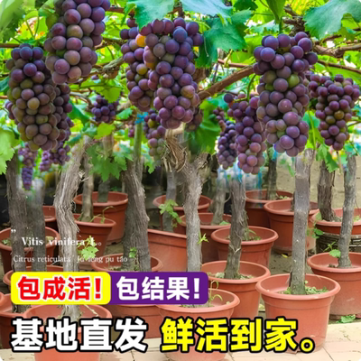 巨峰葡萄树苖阳光玫瑰果树果苗