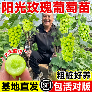 阳光玫瑰葡萄苗老桩嫁接苗巨峰葡萄树果苗爬藤大苗寒香蜜葡萄树苗