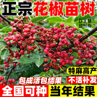 正宗花椒苗树四川大红袍麻椒青花椒当年结果盆栽地栽椒苗南北种植