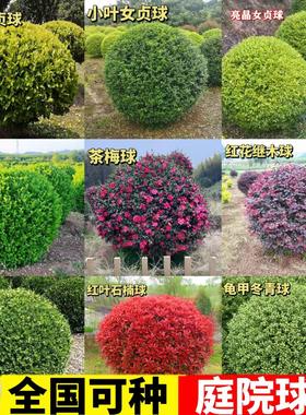 小叶黄杨球大叶冬青球石楠球茶梅球金森女贞球庭院户外球形绿化苗