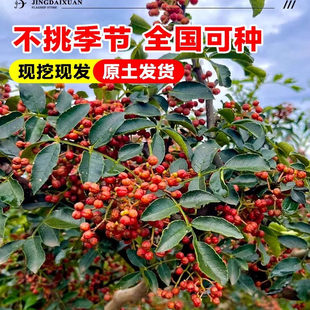 花椒苗正宗四川无刺花椒树苗大红袍汉源藤椒树麻椒大苗南北方种植