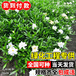 小叶栀子花苗重瓣浓香型大叶栀子花盆栽室外庭院四季常青绿化小苗