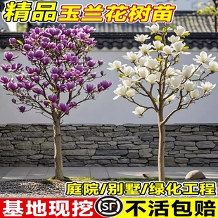 玉兰花树苗室外耐寒红白紫玉兰树带花苞浓香别墅绿化工程园林树苗