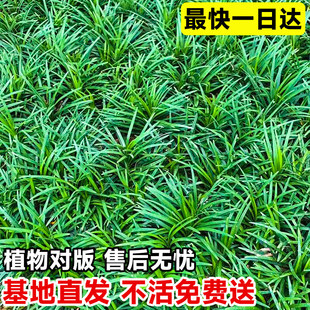 四季常青麦冬草苗日本矮麦冬玉龙草耐寒旱庭院草坪绿化细叶麦冬苗