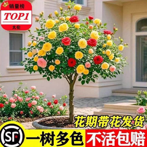 棒棒糖树桩月季花苗树状特大花朵