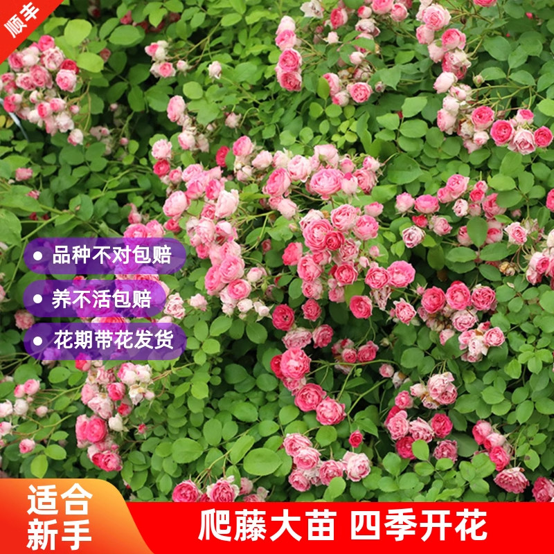 胭脂扣爬藤月季花苗四季开花卉