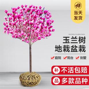 红白黄广玉兰花树苗带花苞二乔紫玉兰苗大树庭院地栽盆栽玉兰植物