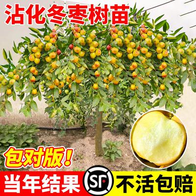 枣树活苗果树南方北方带土球