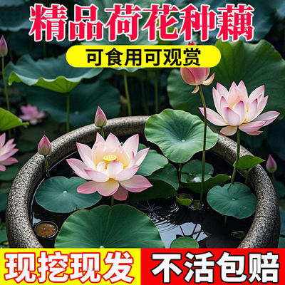 水养荷花苗盆栽食用观赏藕种根