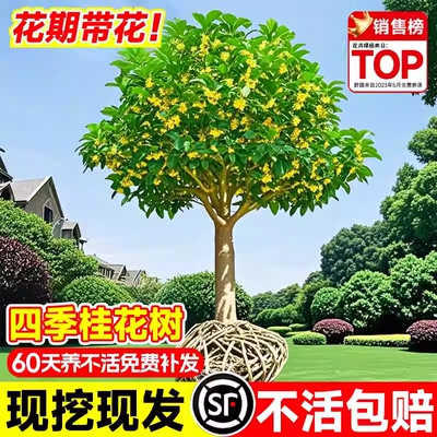 桂花树苗庭院别墅原生金桂丹桂