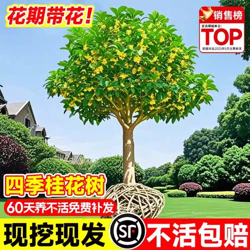 桂花树苗庭院别墅原生金桂丹桂