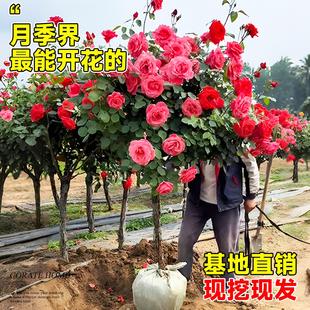 棒棒糖树桩月季花树苗老桩嫁接四季开特大花树状巨型玫瑰花卉盆栽