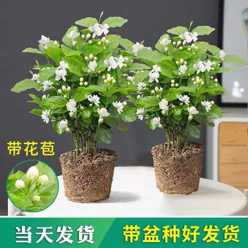 茉莉花盆栽重瓣开花浓香大苗