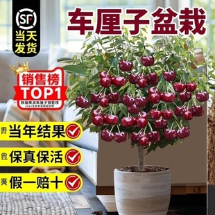 车厘子树苗盆栽室内矮化小樱桃树苖樱桃树苗当年结果南方北方种植