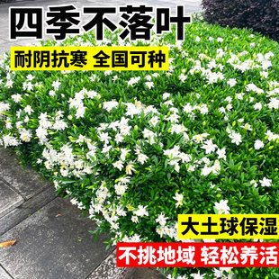 小叶栀子花苗重瓣浓香型大叶栀子花盆栽室外庭院四季常青绿化小苗