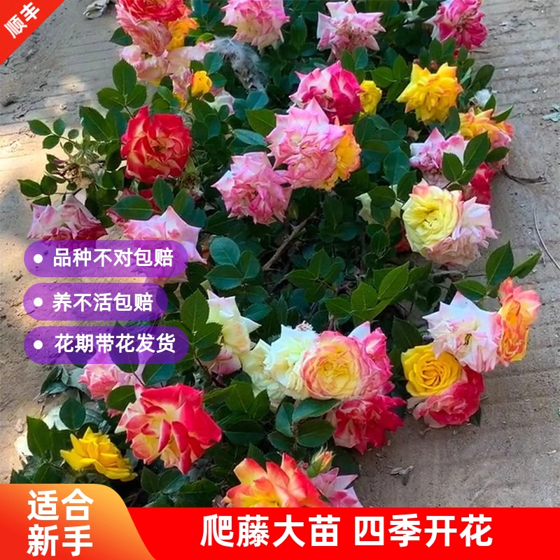 藤彩虹藤本月季花苗爬藤