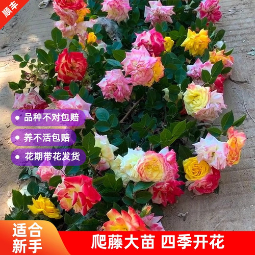 藤彩虹藤本月季花苗爬藤