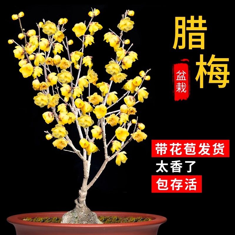 素心腊梅花树苗盆栽耐寒冻老桩庭院嫁接原生红梅阳台盆景花卉植物