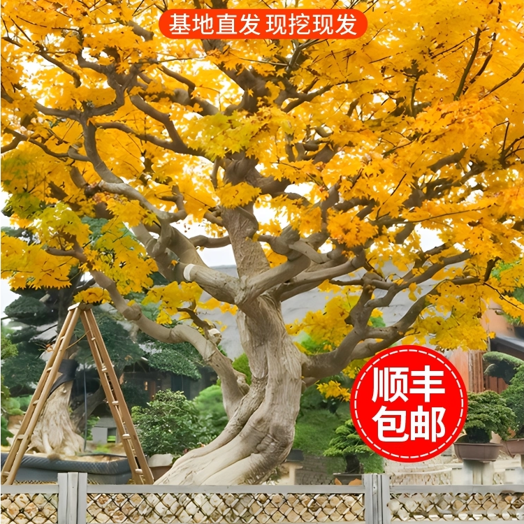 黄金枫树苗正宗橙之梦红枫树苗