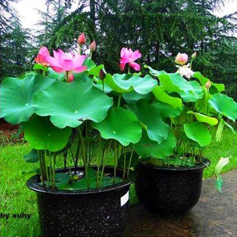 根茎荷花苗池塘苗莲藕大型生观赏睡莲苗水花卉碗莲水培荷花种根种