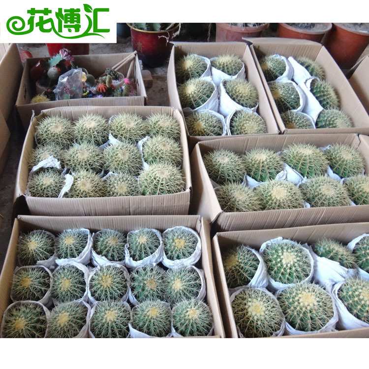 金琥仙人球仙人掌 室内植物盆栽阳台花卉绿植