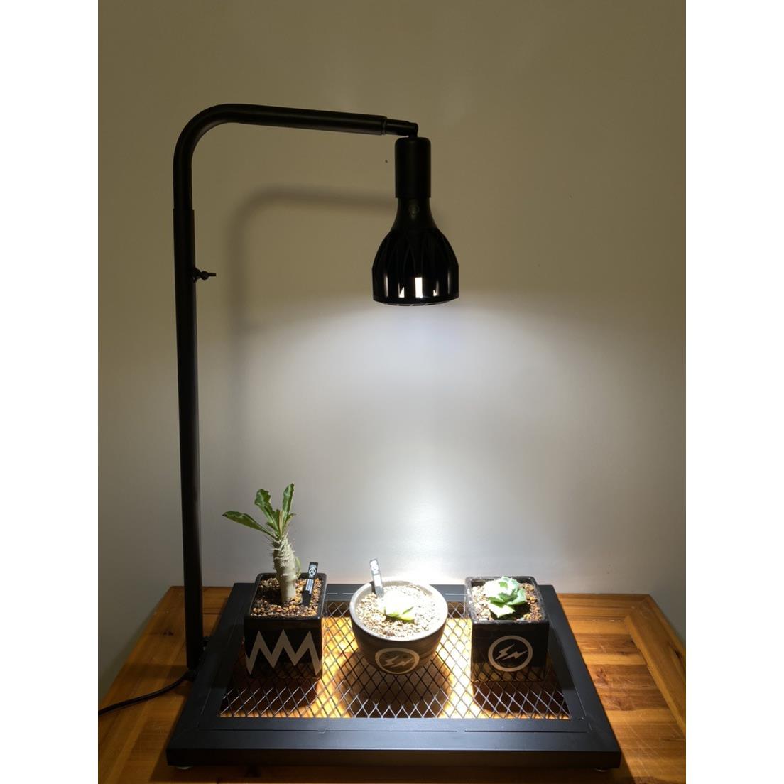 日式块根植物龟甲龙爬藤支架室内盆栽植物攀爬架绿植多肉植物补光