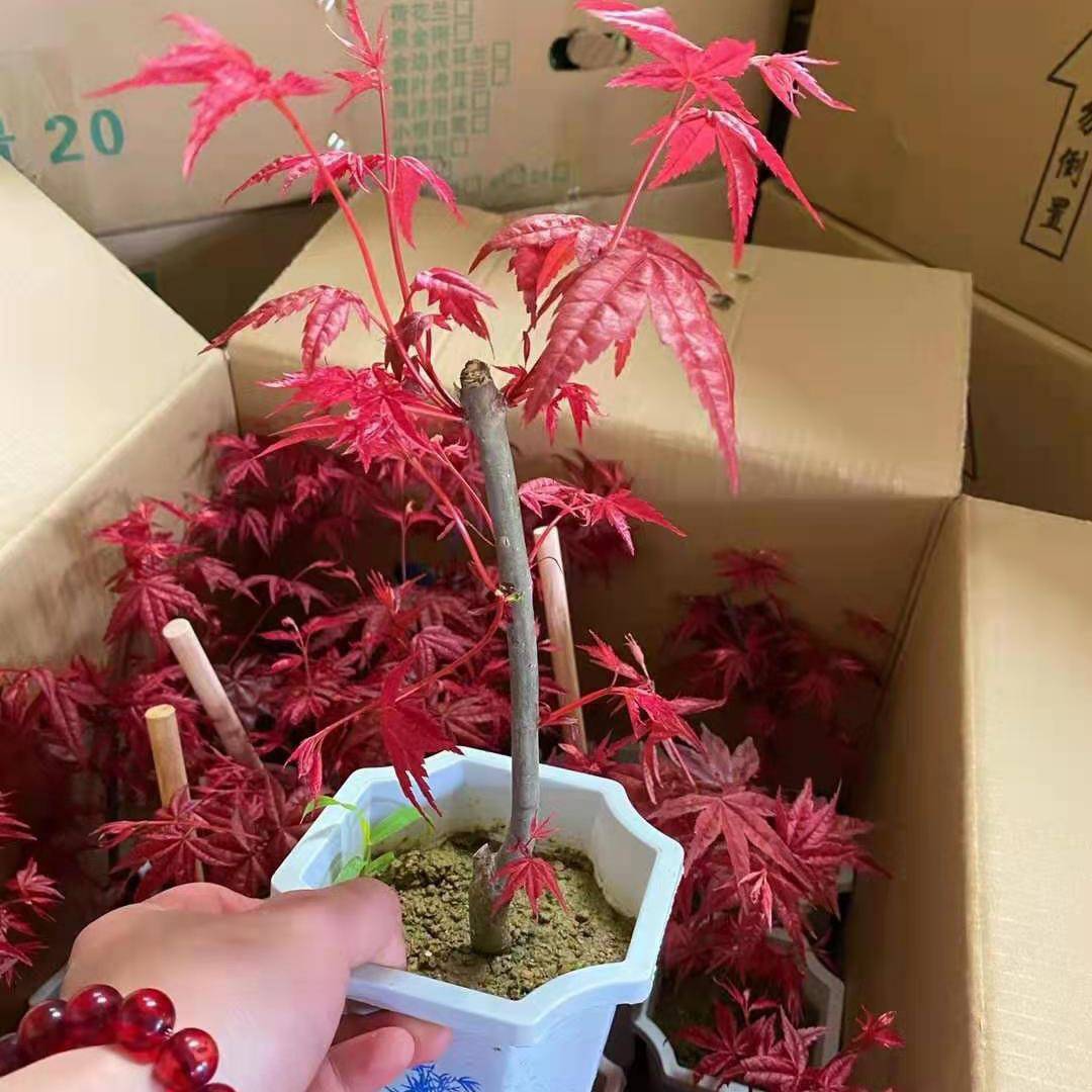 基地直销观赏花卉植物 阳台盆景植物小盆栽 125#红枫