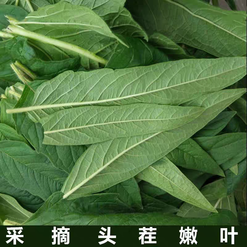 自冉香河南现摘新鲜应季芝麻叶