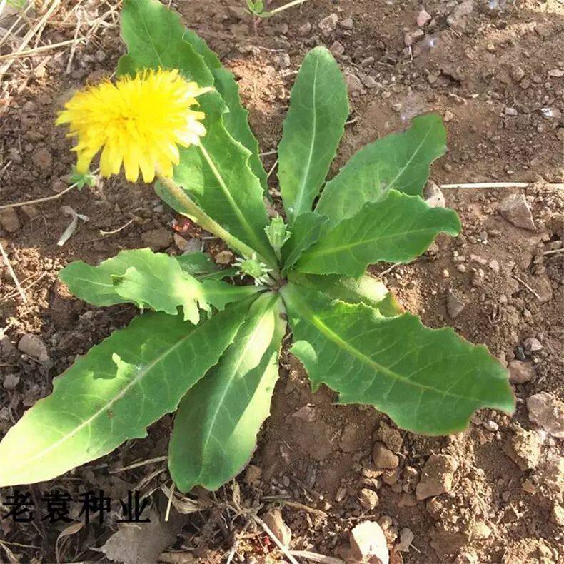自冉香蒲公英带根整棵婆婆丁野菜