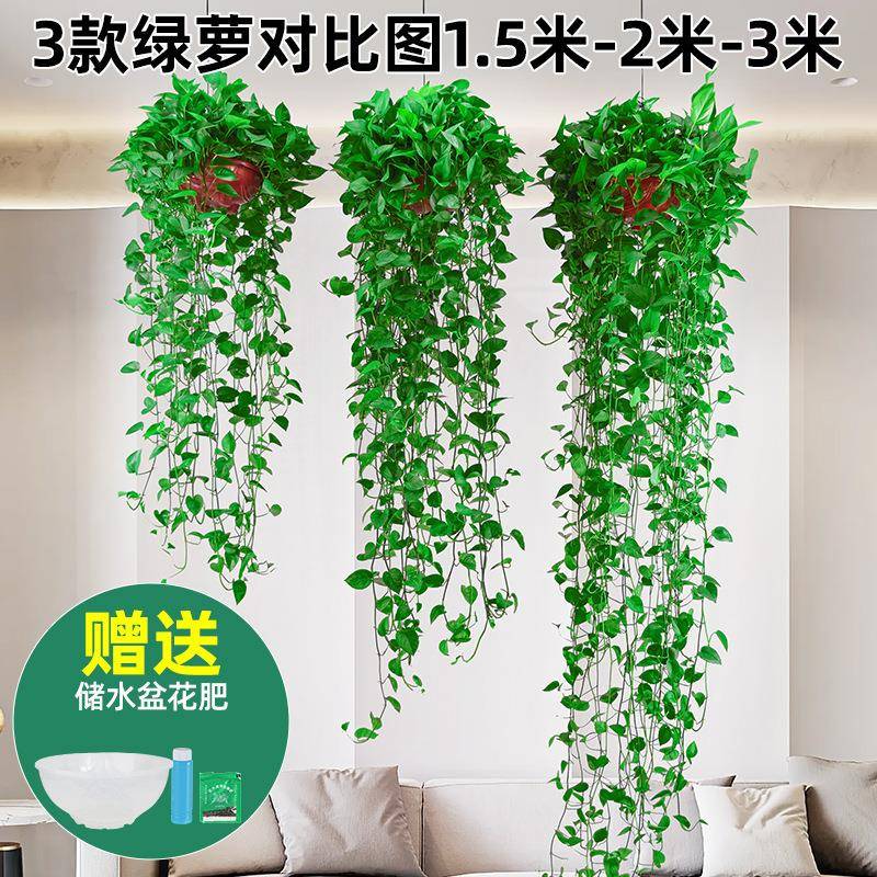 长藤垂吊绿萝盆栽室内吸除甲醛植物墙好养大绿箩吊兰超长藤2米3米